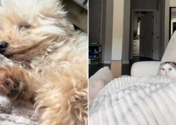 chat découvert partagerait maison avec chien