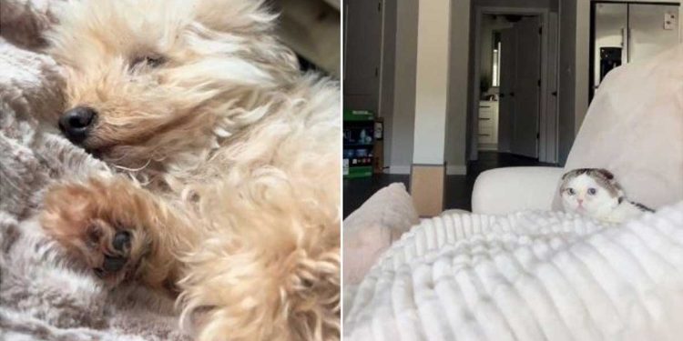 Jusqu'à présent, il était « fils unique ». Le chat a découvert qu'il partagerait la maison avec le chien, son visage n'a pas de prix 1 chat découvert partagerait maison avec chien