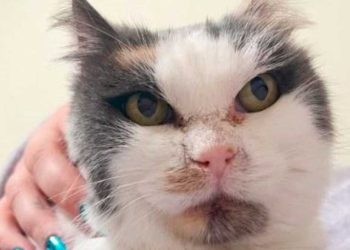 chat errant attendait moment depuis 10 ans