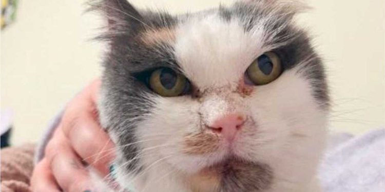 chat errant attendait moment depuis 10 ans