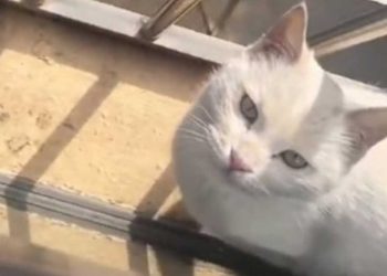 chat errant retrouve maison bienfaiteur