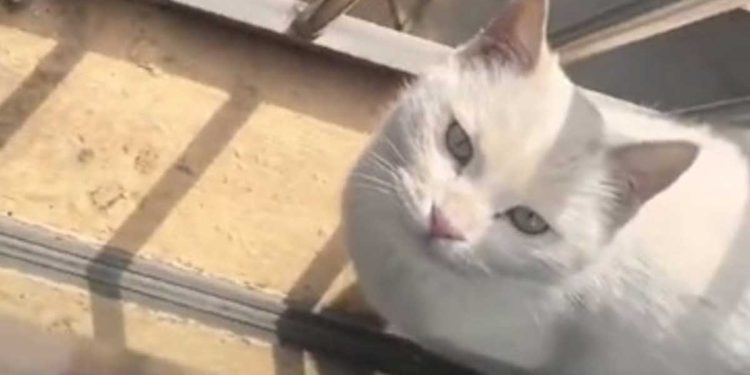 chat errant retrouve maison bienfaiteur