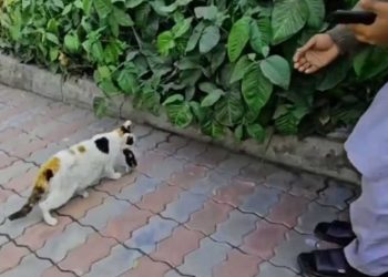 chat sans abri portait quelque chose bouche