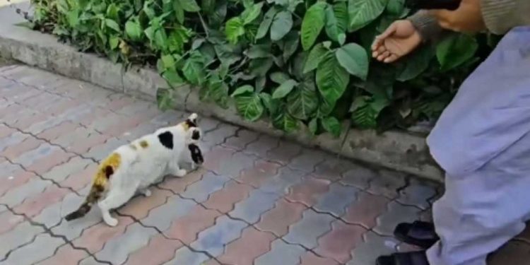 chat sans abri portait quelque chose bouche