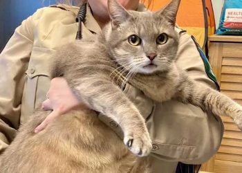 chat souffrant obésité morbide doit trouver foyer