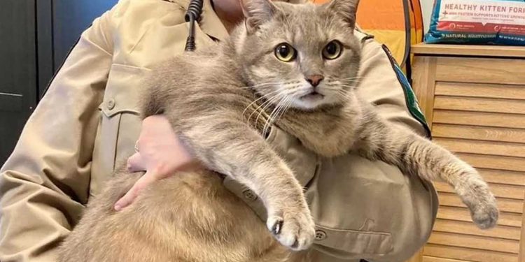 chat souffrant obésité morbide doit trouver foyer