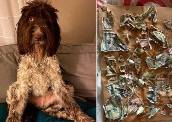 chien pris enveloppe mangée contenu