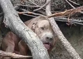 chien terrifié caché bois maltraité