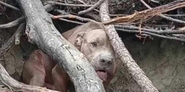 chien terrifié caché bois maltraité