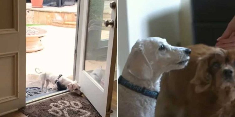 chien utilisé élevage découvre liberté