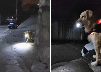 chien utilise torche soirs éclairer chemin propriétaire