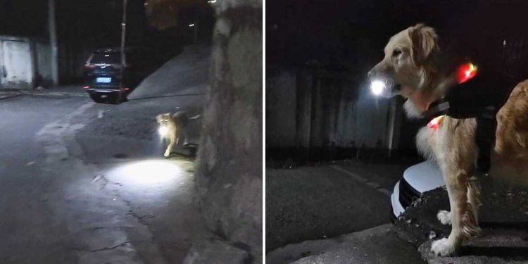 Un chien utilise une torche tous les soirs pour éclairer le chemin du retour de sa propriétaire 1 chien utilise torche soirs éclairer chemin propriétaire