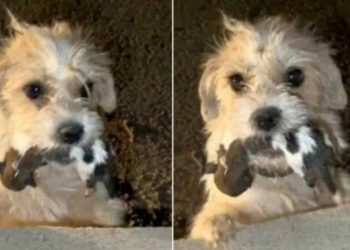 chienne tient bébés bouche suppliant aide