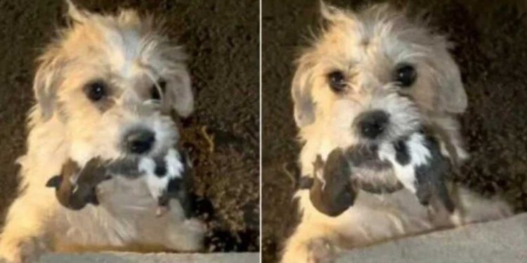 chienne tient bébés bouche suppliant aide