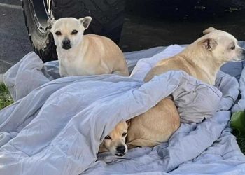 chiens abandonnés se réchauffer seule couverture