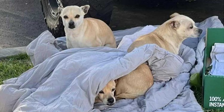 chiens abandonnés se réchauffer seule couverture