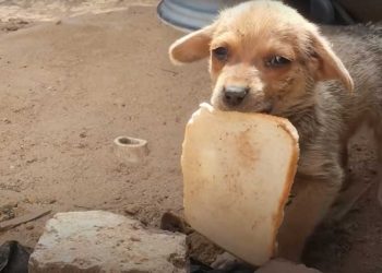 chiot trouvé abandonné tranche pain bouche