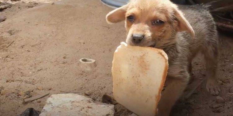 chiot trouvé abandonné tranche pain bouche