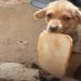 chiot trouvé abandonné tranche pain bouche