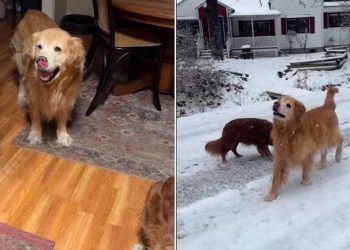 dernière fois chien sortirait neige