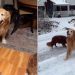 Ils savaient que ce serait la dernière fois que leur chien sortirait dans la neige. Dire au revoir à votre animal vous fait monter les larmes aux yeux 4 dernière fois chien sortirait neige