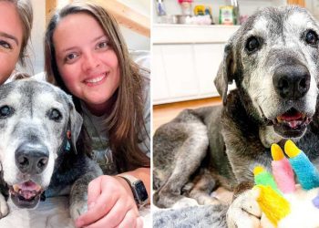 deux amies adoptent chienne refuge 19 ans