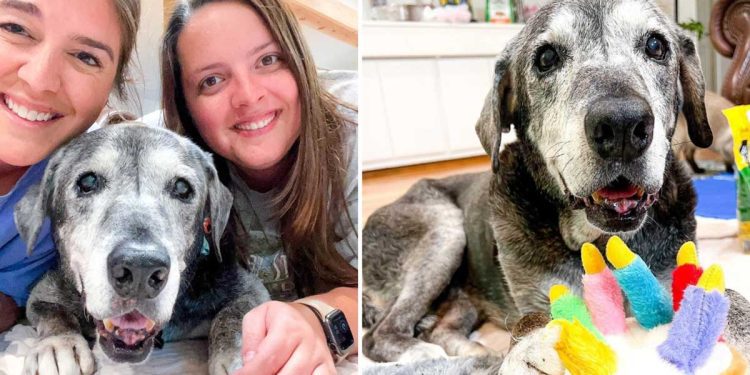 Deux amies adoptent une chienne de refuge de 19 ans et rendent ses derniers jours magiques 1 deux amies adoptent chienne refuge 19 ans