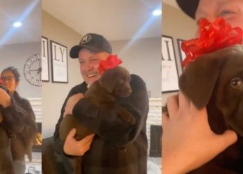 douce réaction reçoit cadeau chiot Labrador marron