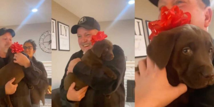 La réaction d'un papa lorsqu'il reçoit le cadeau dont il a toujours rêvé : un chiot Labrador marron (VIDEO) 1 douce réaction reçoit cadeau chiot Labrador marron
