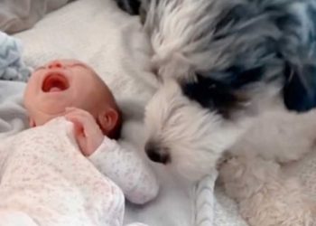 drôle réaction chien pleurs bébé