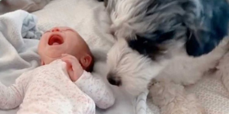 La drôle réaction d'un chien qui ne supporte plus les pleurs d'un bébé nouveau-né (vidéo) 1 drôle réaction chien pleurs bébé