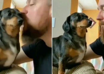 embrassé teckel chien figé