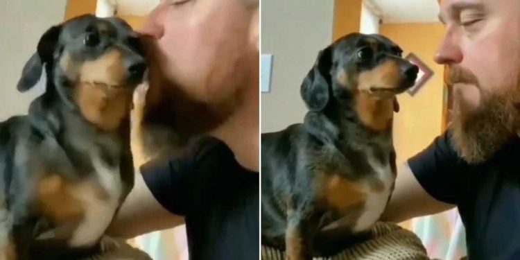 embrassé teckel chien figé