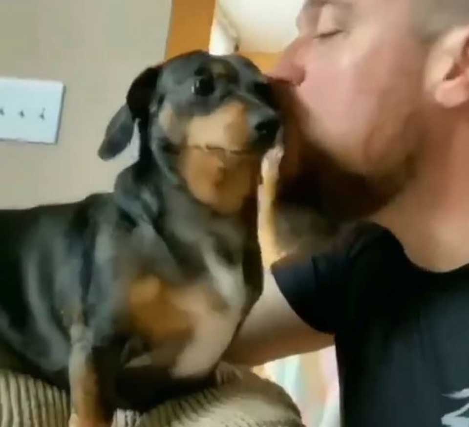 embrassé teckel chien figé