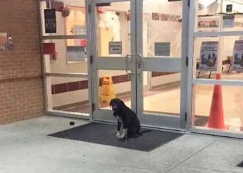 enseignant observé chien errant devant école