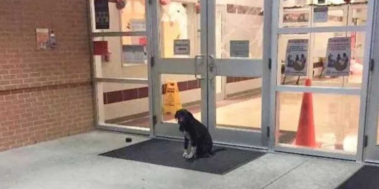 enseignant observé chien errant devant école