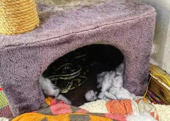 famille choquée trouver serpent arbre chat