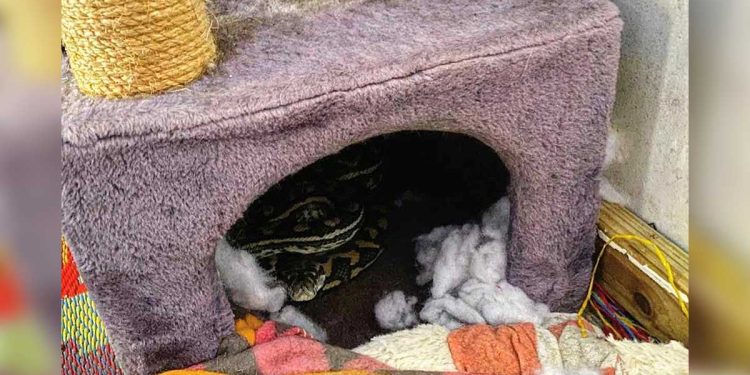 famille choquée trouver serpent arbre chat