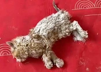 femme utilise sèche-cheveux chaton gelé