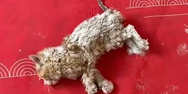 femme utilise sèche-cheveux chaton gelé