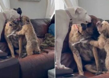 frères sœurs chien maltraité aident surmonter anxiété