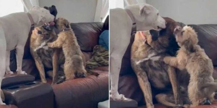 frères sœurs chien maltraité aident surmonter anxiété