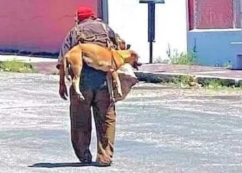 homme âgé soulève chien asphalte