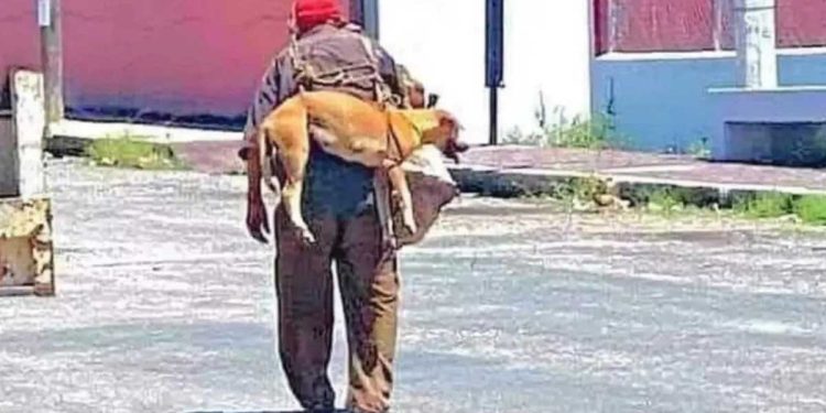 homme âgé soulève chien asphalte