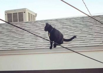 ils apprirent que leur chat avait deux maisons