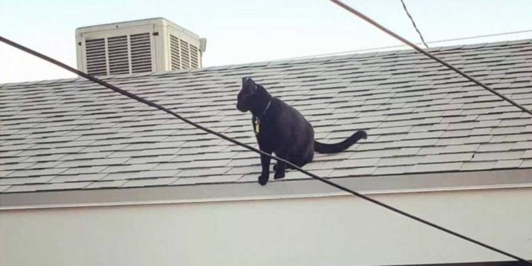 ils apprirent que leur chat avait deux maisons