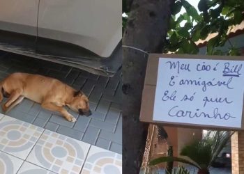 pancarte devant maison chien triste