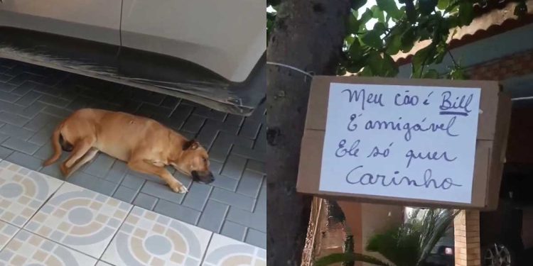 pancarte devant maison chien triste
