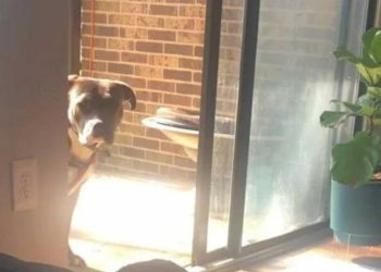 pitbull sauvé jours sous pluie