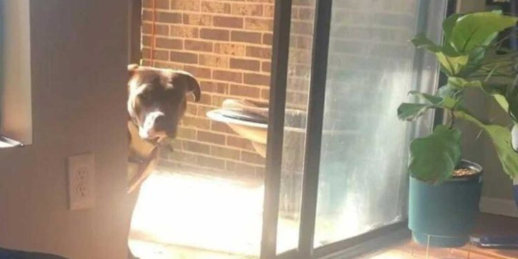 pitbull sauvé jours sous pluie